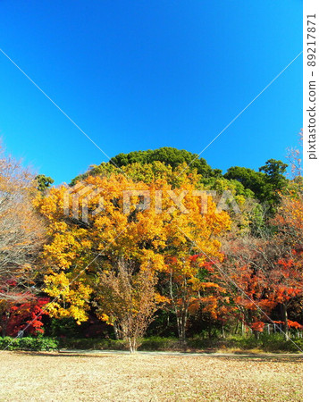Forest landscape with yellow leaves of quercus serrata 21st century forest and square landscape Forest landscape with yellow leaves of quercus serrata 21st century forest and square landscape 89217871