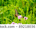 Swallowtail Butterfly 1 89218036