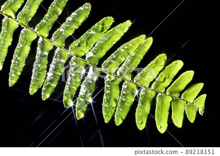 Fern leaves and starburst highlights 89218151