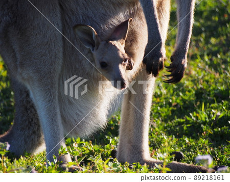 Kangaroo baby in a bag Kangaroo baby in a bag 89218161