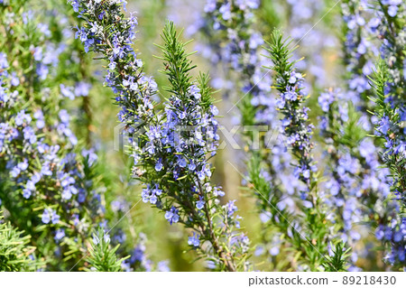 迷迭香 89218430