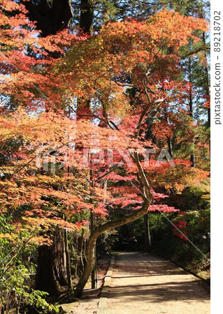 Autumn leaves approaching Autumn leaves approaching 89218702