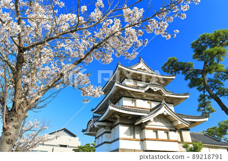 [Kagawa Prefecture] Takamatsu Castle in fine weather, Tsukimi turret and cherry blossoms in full bloom (Tamamo Park) 89218791