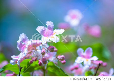 Pretty bridal wreath flower Pretty bridal wreath flower 89218843