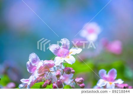 Pretty bridal wreath flower Pretty bridal wreath flower 89218844