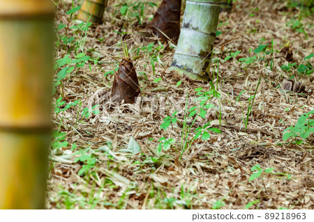 bambooshoot  89218963