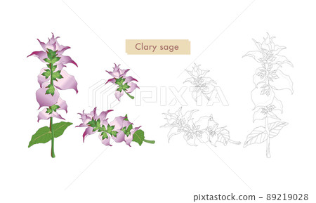 鼠尾草,鼠尾草線描,鼠尾草插圖材料,精油和香氣 鼠尾草,鼠尾草線描,鼠尾草插圖材料,精油和香氣 89219028