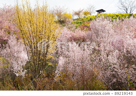Spring-colored Hanamiyama scenery 89219143