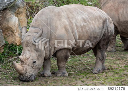 Southern white rhinoceros (Ceratotherium simum simum). Criticall Southern white rhinoceros (Ceratotherium simum simum). Criticall 89219176