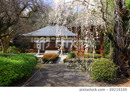 秋留野市地藏院的櫻花 秋留野市地藏院的櫻花 89219189