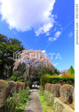 秋留野市地藏院的櫻花 秋留野市地藏院的櫻花 89219197
