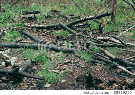 Lots of charred and burnt trees and branches Lots of charred and burnt trees and branches 89219230