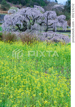 瀧櫻美春和油菜花 瀧櫻美春和油菜花 89219232