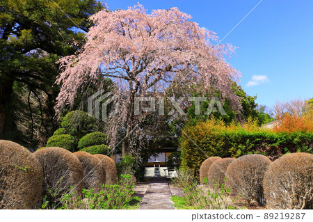 Sakura in Jizoin, Akiruno City Sakura in Jizoin, Akiruno City 89219287