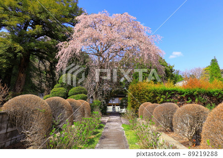 Sakura in Jizoin, Akiruno City Sakura in Jizoin, Akiruno City 89219288
