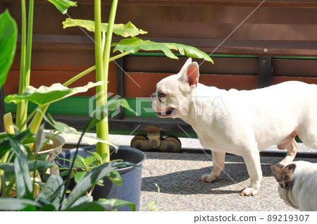 dog or french bulldog, white dog 89219307