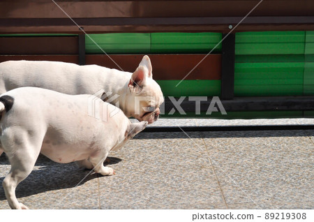 dog or french bulldog, two dogs dog or french bulldog, two dogs 89219308