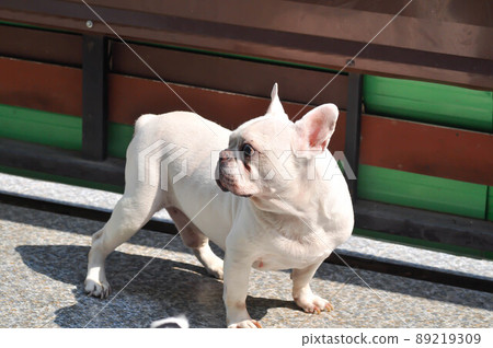 dog or french bulldog, white dog dog or french bulldog, white dog 89219309