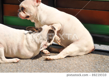 dog or french bulldog, two dogs or biting dog dog or french bulldog, two dogs or biting dog 89219310