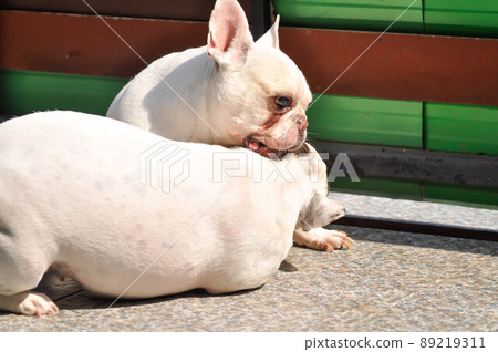 dog or french bulldog, two dogs or biting dog 89219311