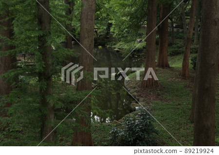 Woodland forest park Woodland forest park 89219924