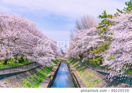善福寺河綠區的一排櫻花樹,東京的春景 善福寺河綠區的一排櫻花樹,東京的春景 89220538