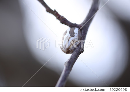 Hard Monema flavescens cocoons on branches in winter Hard Monema flavescens cocoons on branches in winter 89220698