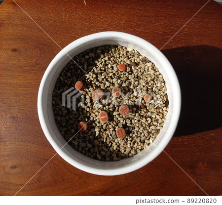 Succulents Small Lithops嬰兒苗5毫米到1厘米大小照片 Succulents Small Lithops嬰兒苗5毫米到1厘米大小照片 89220820