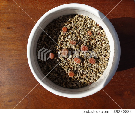 Succulents Small Lithops baby seedlings 5 mm to 1 cm size photo Succulents Small Lithops baby seedlings 5 mm to 1 cm size photo 89220825