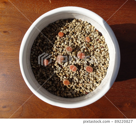 Succulents Small Lithops baby seedlings 5 mm to 1 cm size photo 89220827