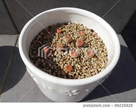 Succulents Small Lithops嬰兒苗5毫米到1厘米大小照片 Succulents Small Lithops嬰兒苗5毫米到1厘米大小照片 89220828