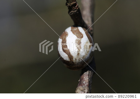 Hard Monema flavescens cocoons on branches in winter 89220961