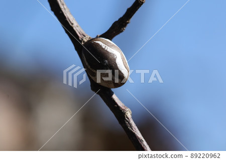 Hard Monema flavescens cocoons on branches in winter Hard Monema flavescens cocoons on branches in winter 89220962