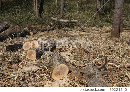 Cut thick oak trees with a chainsaw Cut thick oak trees with a chainsaw 89221240
