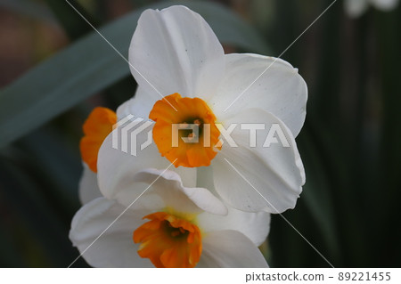 Narcissus flowers with white petals and orange corolla blooming in spring parks in Japan Narcissus flowers with white petals and orange corolla blooming in spring parks in Japan 89221455