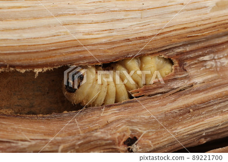 從破橡樹中出來的長角甲蟲幼蟲 89221700