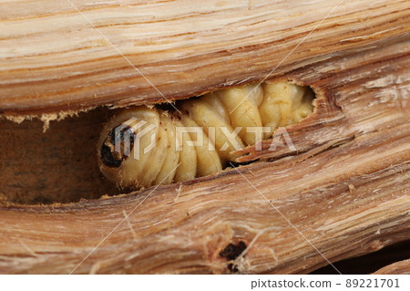 Longhorn beetle larvae that came out of a broken oak tree Longhorn beetle larvae that came out of a broken oak tree 89221701