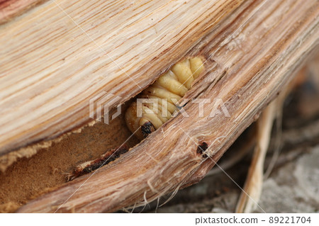 Longhorn beetle larvae that came out of a broken oak tree Longhorn beetle larvae that came out of a broken oak tree 89221704