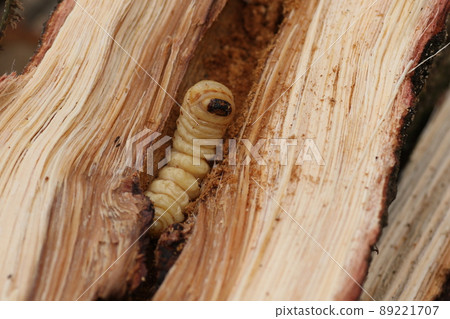 Longhorn beetle larvae that came out of a broken oak tree 89221707