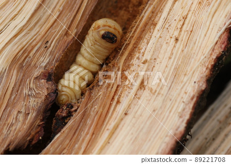 Longhorn beetle larvae that came out of a broken oak tree 89221708
