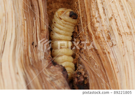 Longhorn beetle larvae that came out of a broken oak tree Longhorn beetle larvae that came out of a broken oak tree 89221805