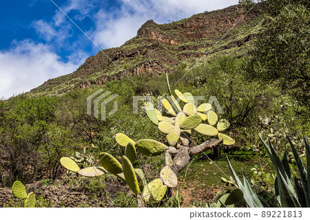 Amazing View on Barranco de Guayadeque, Gran Canaria, Canary Island, Spain, Europe Amazing View on Barranco de Guayadeque, Gran Canaria, Canary Island, Spain, Europe 89221813