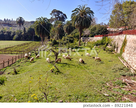 Sheeps in the Finca de Osorio Park near Teror, Gran Canaria Island, Spain 89221848