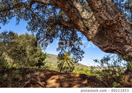 Flowers and trees in the Finca de Osorio Botanical Park near Teror, Gran Canaria Island, Spain 89221853