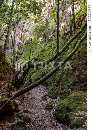 Flowers and trees in the Finca de Osorio Botanical Park near Teror, Gran Canaria Island, Spain 89221855