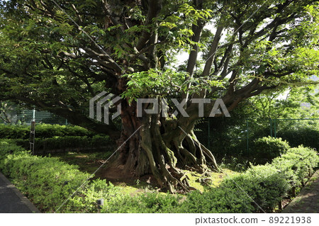 The shi of the former Hosokawa residence The shi of the former Hosokawa residence 89221938