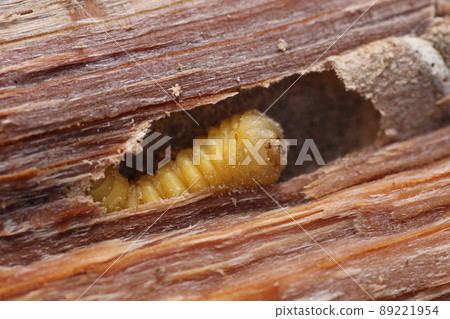 Longhorn beetle larvae that came out of a broken oak tree 89221954