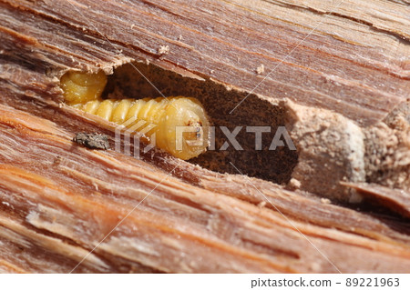 Longhorn beetle larvae that came out of a broken oak tree Longhorn beetle larvae that came out of a broken oak tree 89221963