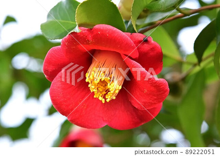 Camellia Camellia 89222051