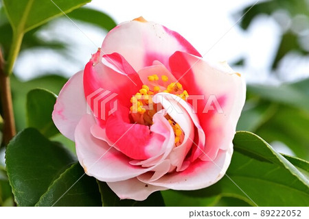 茶花 茶花 89222052